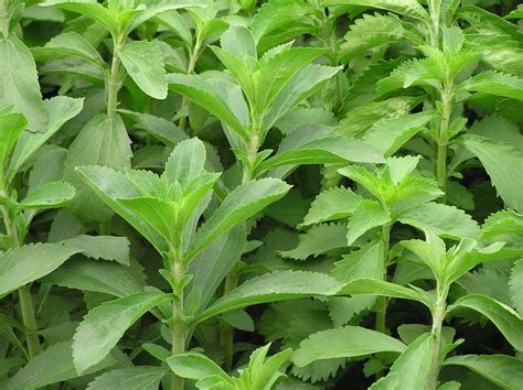 Stevia Plant | Restoring Eden