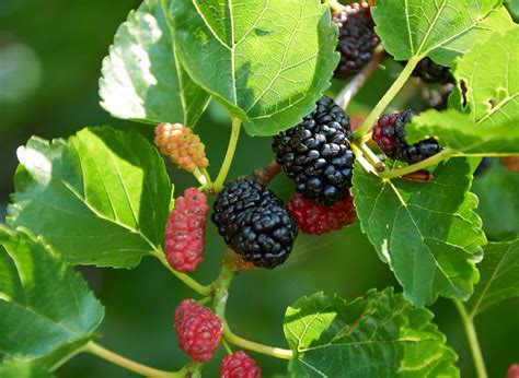 How To Grow A Mulberry Tree In Florida - Garden Florida