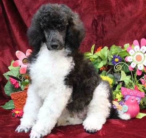 Parti Poodle Puppies For Sale