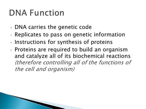 Dna Function