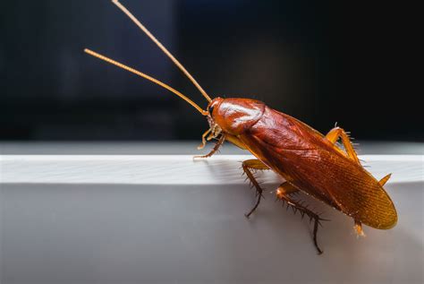 A Quick Guide To Handling American Roaches Planet Friendly Pest Control