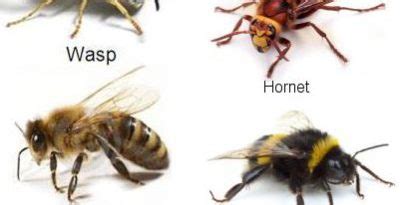 Bee vs Wasps vs Yellow-jackets vs Hornets ........Whats the difference ...