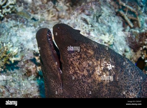 Moray eel teeth hi-res stock photography and images - Alamy