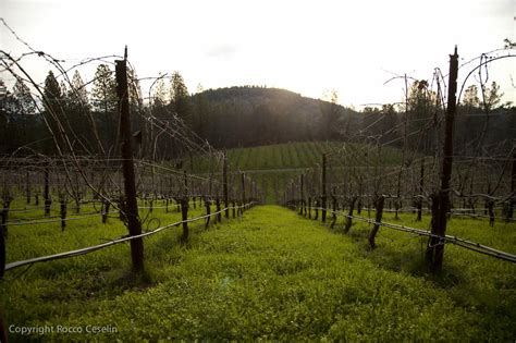 Wineries and Vineyards in Clearlake - Clearlake Casa