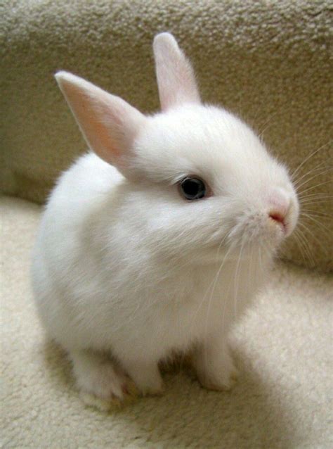 Verspieltes Kaninchen | Pet bunny, Cute animals, Cute bunny pictures