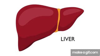 Liver Regeneration Following Living Liver Donation on Make a GIF