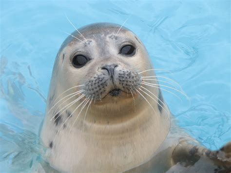 Skegness seal | Taken at the Seal sanctuary in Skeggy | Scott Leach ...