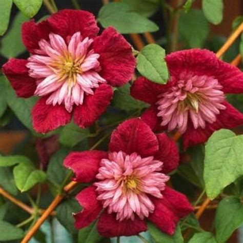 Double Red Clematis Seeds Large Bloom Climbing Perennial | Etsy