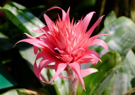 Bromeliad: Bromeliads, which are almost exclusively found in the ...