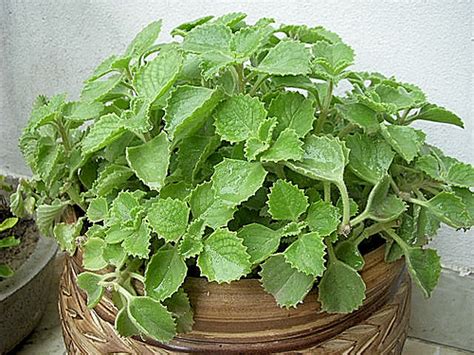 Ajwain (Carom Seeds) - Health Benefits, Nutritional Facts, Pictures