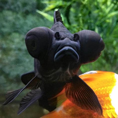 Black Moor Goldfish Care Guide