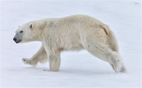 Polar bear walking in the snow wallpaper - Animal wallpapers - #47243