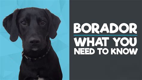 Borador Breed - What you need to know! - YouTube