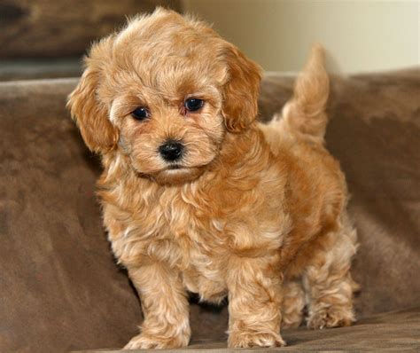 Pictures Of Maltipoo Puppies - HD Wallpapers and Pictures | Doggies ...