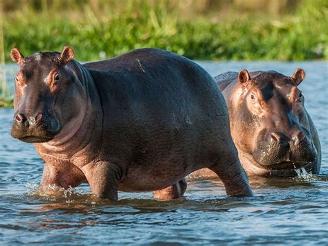 11 Fascinating Nile River Plants and Animals | Britannica.com