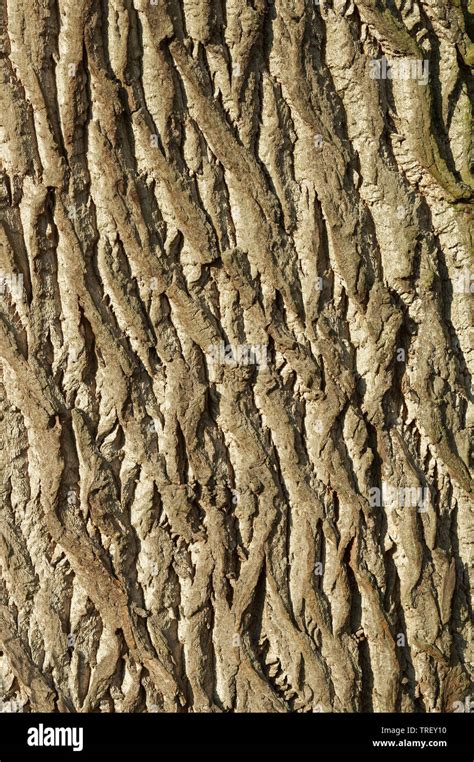 Black Poplar (Populus nigra), close-up of bark. Germany Stock Photo - Alamy