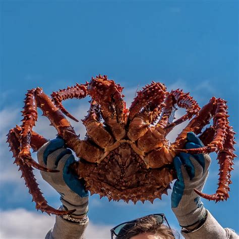 Jumbo Alaskan Golden King Crab Legs – King Crab Legs Company