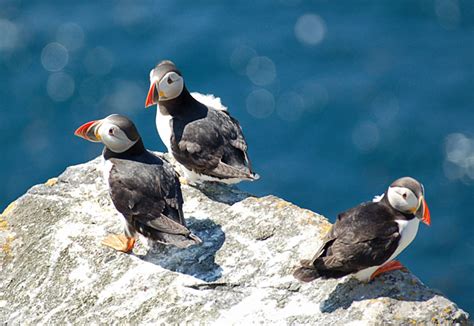 Puffin Hunting Not Really Banned - The Reykjavik Grapevine