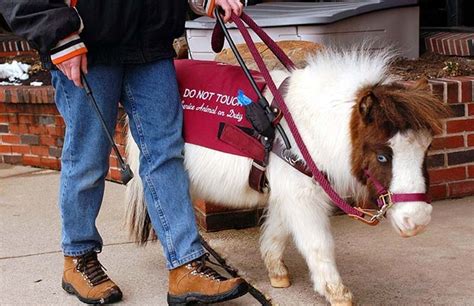 Miniature horses aren't just cute — they can be used as service animals ...