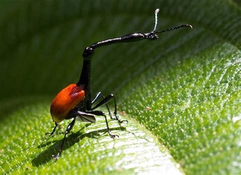 Giraffe Weevil Beetle: Identification, Life Cycle, Facts & Pictures