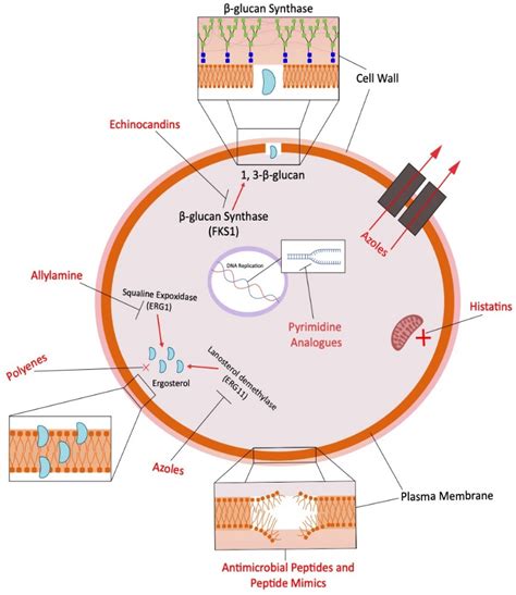 Encyclopedia | Free Full-Text | Antifungals and Drug Resistance