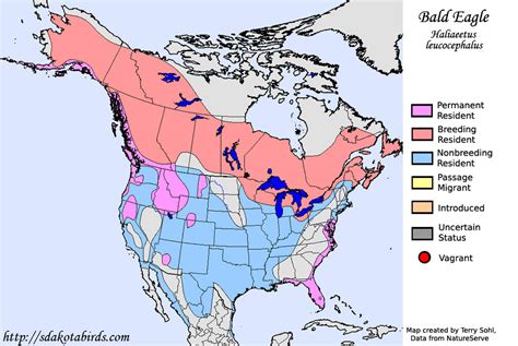 Bald Eagle - Species Range Map