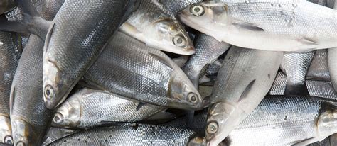 Fresh Milkfish ('Bangus'), National Fish Of The Philippines, 43% OFF