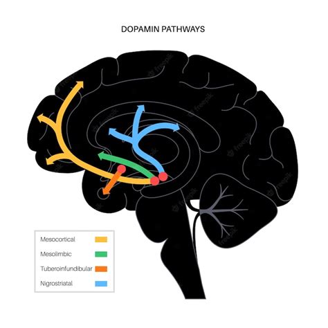 Premium Vector | Dopamine pathway in the human brain. Monoamine ...