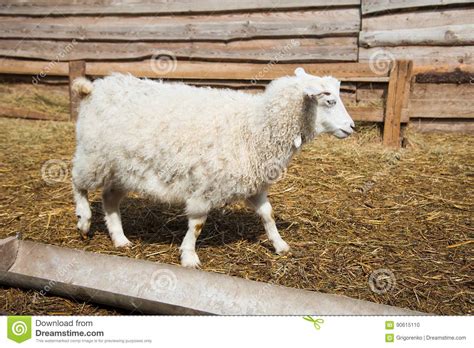 Animals on a rural farm stock photo. Image of baby, young - 90615110