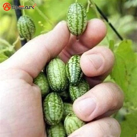 Thumb Watermelon Seeds Mini Watermelon Delicious Fruit Seed 10 ...