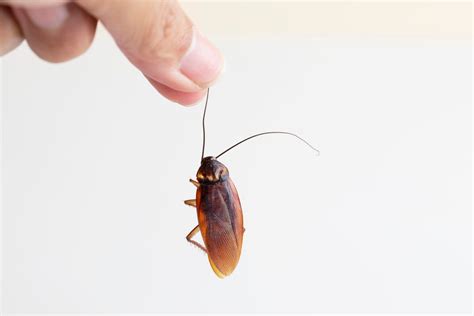 Palmetto Bug vs. Cockroach: What’s the Difference