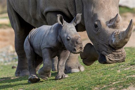 Baby white Rhino | Visitor Savings