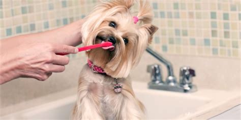 Dog Teeth Cleaning Tips | DogExpress