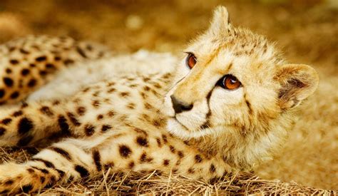 Cheetah Cubs Wallpapers - Wallpaper Cave