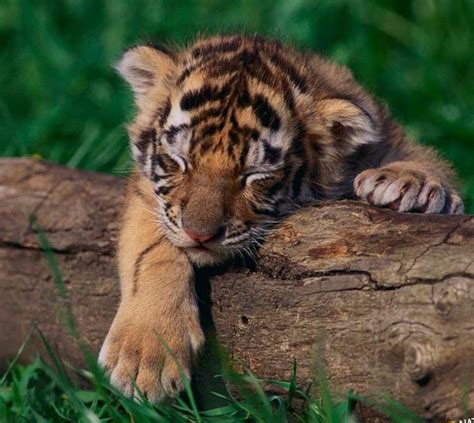 Baby tiger sleeping | Cute baby animals, Sleeping animals, Cute animals