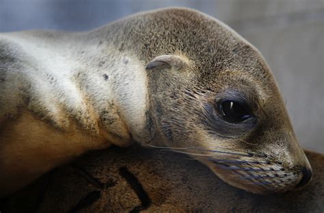 Why are so many sea lion pups starving? Scientists find the answer off ...