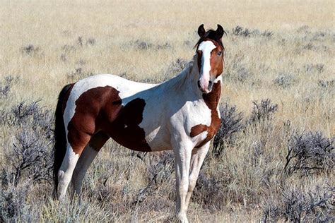 Caballo Mustang Pura Sangre Español - Todo Sobre Caballos