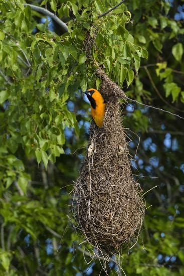 'Altamira Oriole adult emerging from nest.' Photographic Print - Larry ...