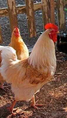 Pin by Denise Wigington on Chickee, chickee! 🐓🐣 | Chickens backyard ...