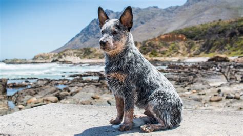 Does The Australian Cattle Dog Grow Big