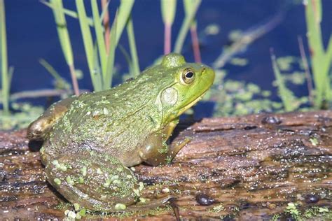 American bullfrog - Invasive Species Council of British Columbia