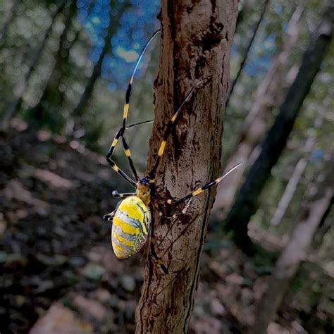 The Joro spider invades eastern US: How the insects are parachuting in