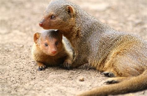 Mongoose - Description, Habitat, Image, Diet, and Interesting Facts