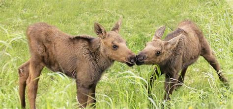 Wildlife in Anchorage | Visit Anchorage