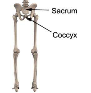 Sacrum Anatomy - Coccyx Anatomy - PhysioAdvisor