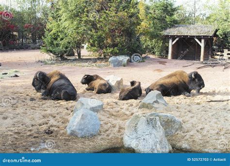 Herd of American Bison editorial stock photo. Image of green - 52572703