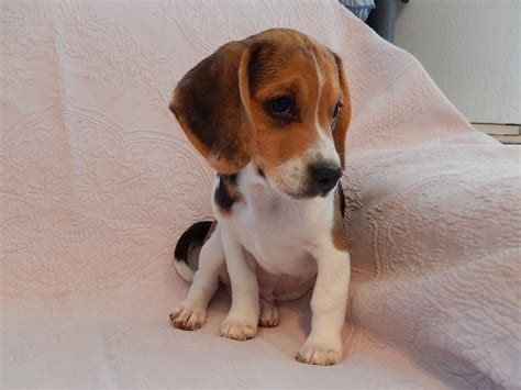 Previous Litter Of Miniature Pocket Beagle Puppies Born 8-2-13 - Pocket ...