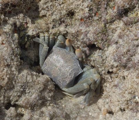 Horned Ghost Crab{Ocypoda ceratophthalma} #8 | Diego Garcia … | Flickr