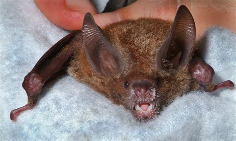 Frog-Eating Bats Remember Ringtones Years Later - UT News