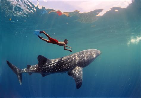 How To Approach A Whale Shark While Snorkeling – DesertDivers